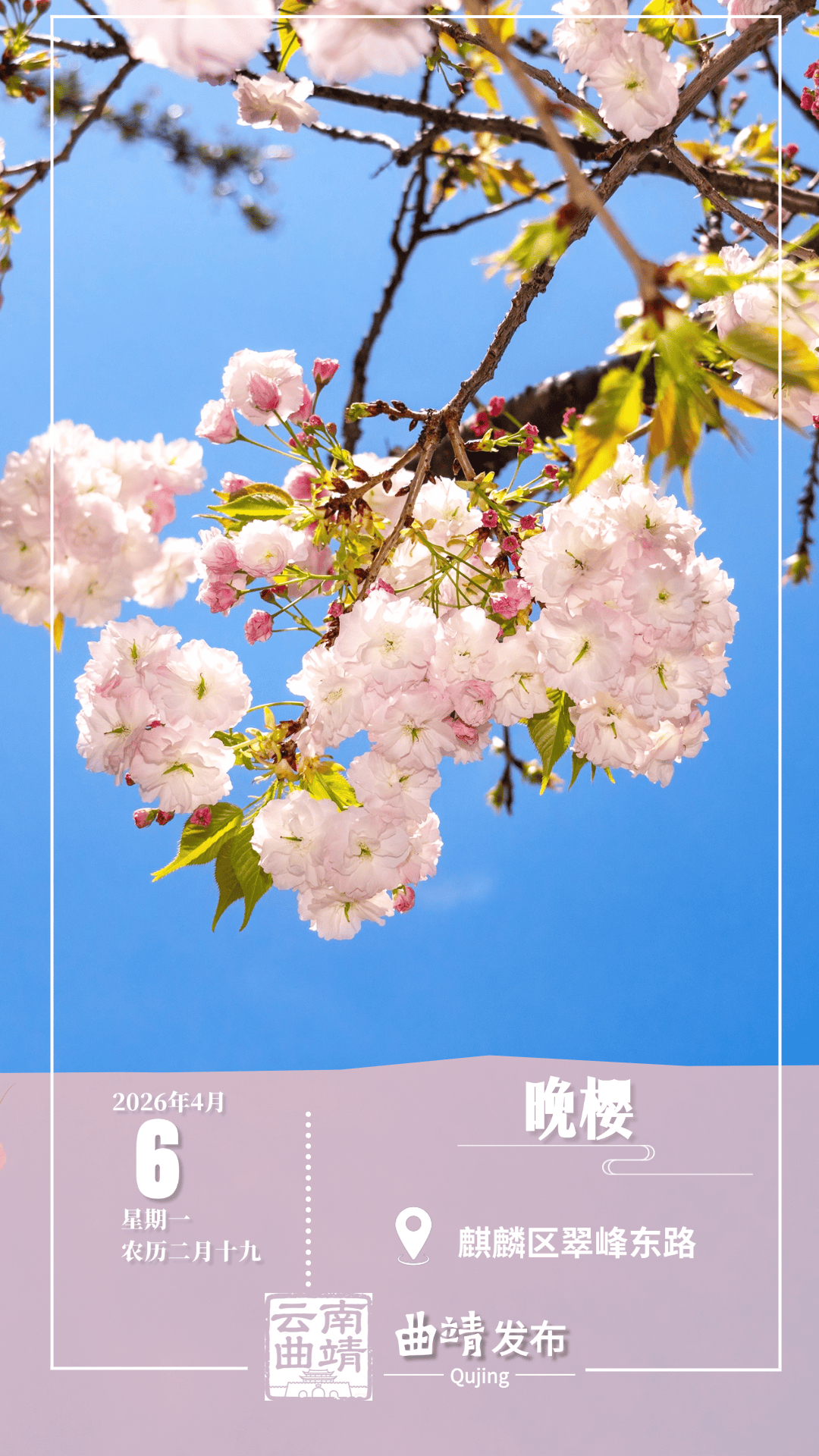 赏花图鉴|曲靖春日限定!翠峰东路晚樱已开成浪漫花廊_满树_城市_花瓣