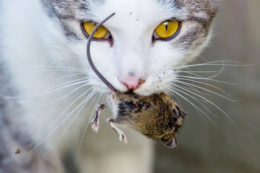 抓老鼠挣零花钱这种瑞士传金年会- 金年会体育- 官网APP统濒临绝迹了吗？(视频)