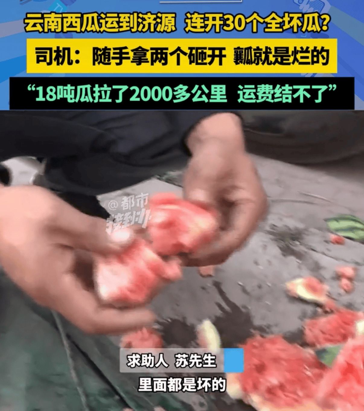 18吨西瓜连开30个全是坏瓜？云南勐遮镇：联合多部门加大各环节监管