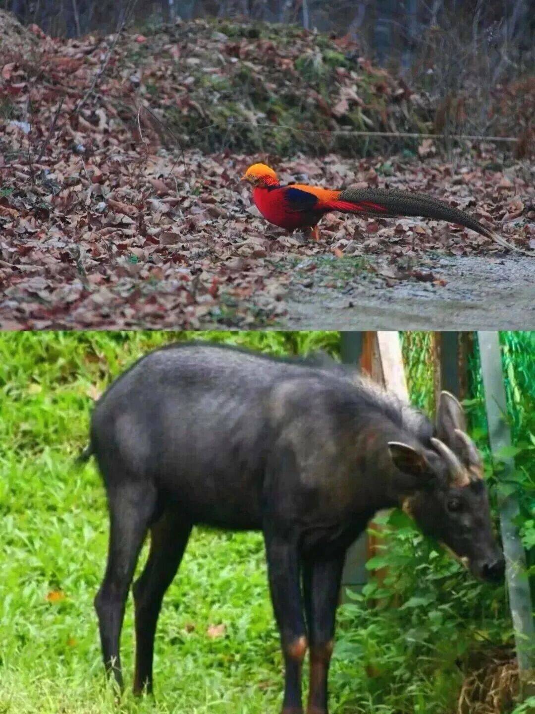 光雾山又现明星萌宠简直萌翻了