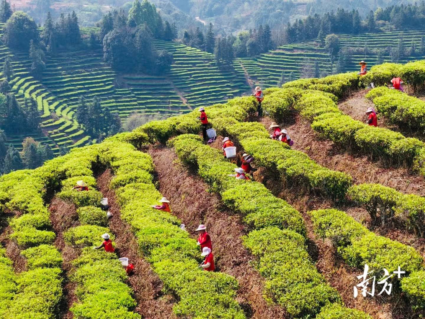 万亩茶山吐新绿，合水春茶采摘忙