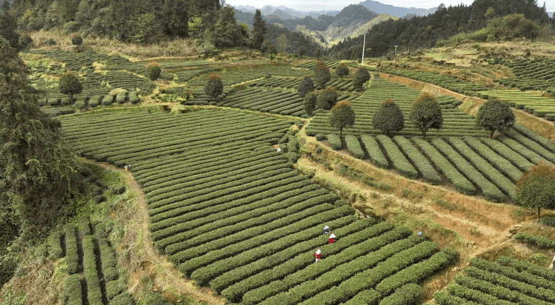 乡村行·看振兴 | 这个“家门口”的茶市让茶农笑开了颜