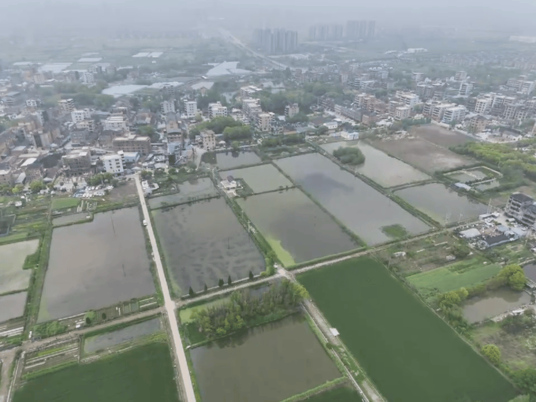 无人机锁定！浙江一农田里惊现形态异常植物，警方：全部铲除，种植1株也算违法
