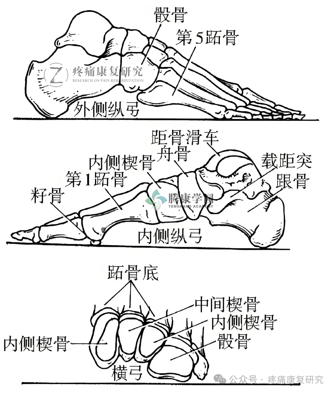 一图读懂，足弓解剖示意图