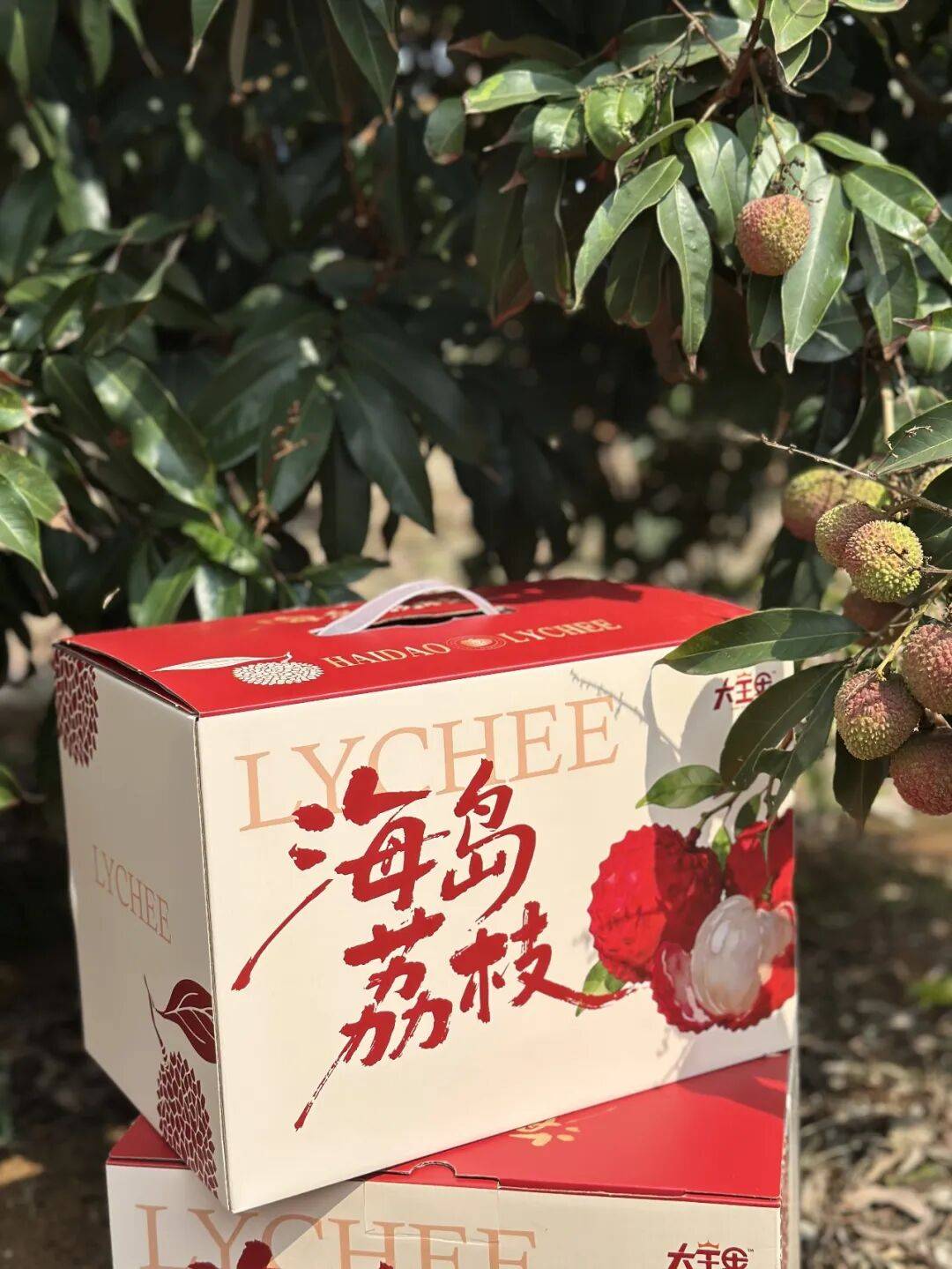 2026海南妃子笑荔枝季正式开启！树上熟粒果采摘，五一空运首发，下单立减10元！_种植_礼盒_口感