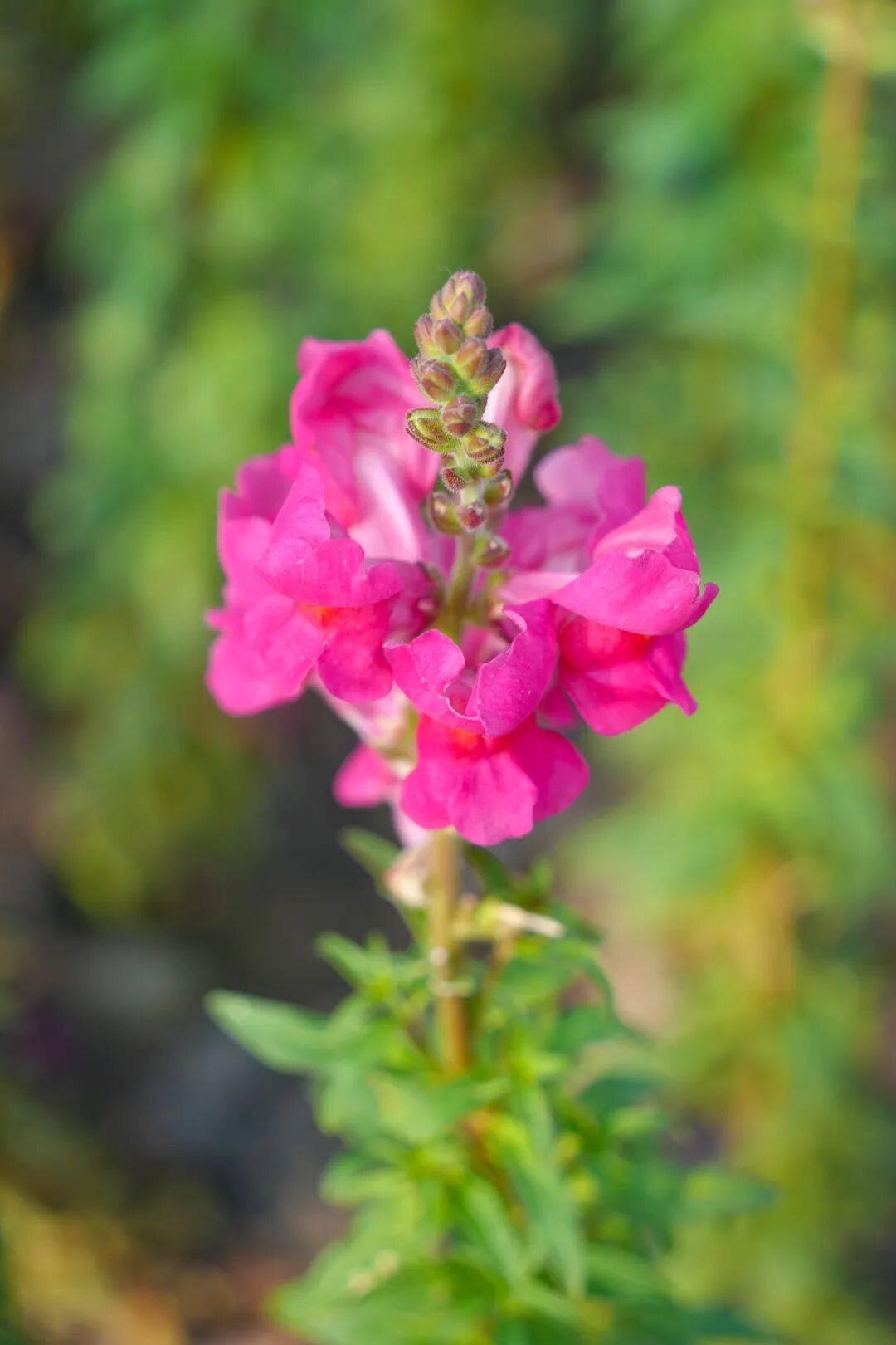 鹅肠草花
