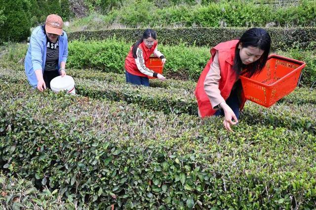 绿茶叶变金叶子，即墨4800亩茶园带动3000人家门口就业