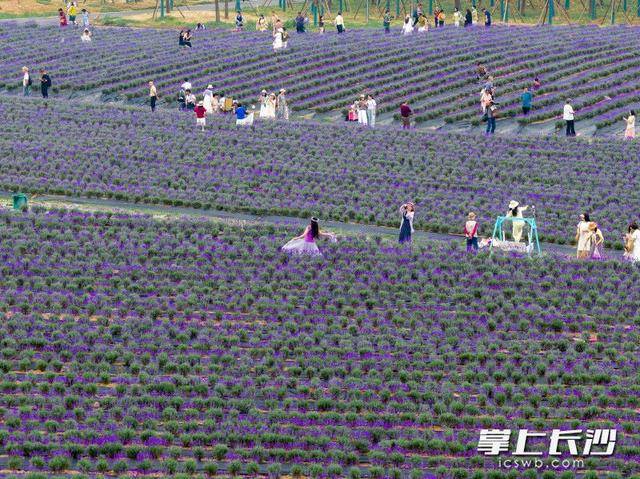 长沙版“普罗旺斯”来了！28万平米紫色花海等你打卡丨组图