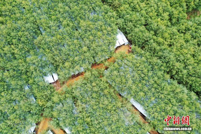 贵州威宁：小平菇撑起富民大产业