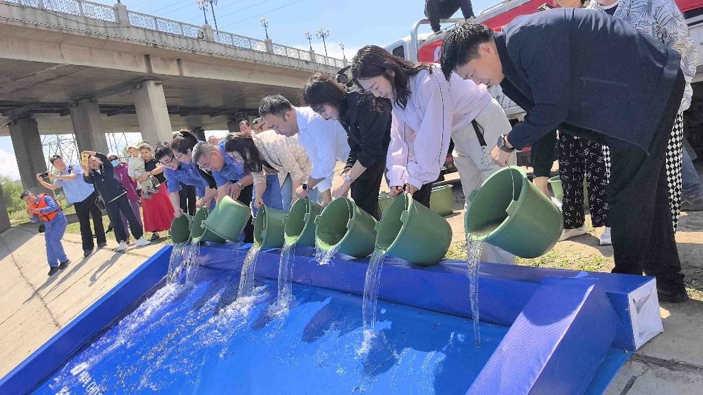 60万尾白鲢、草鱼游入牡丹江