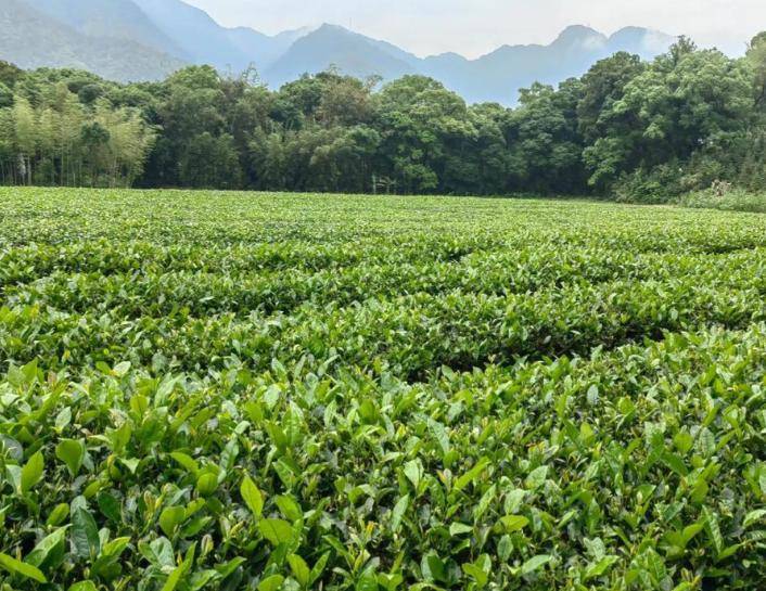 原创            只有200多头！安徽茶农山里发现一只，出生仅仅几天