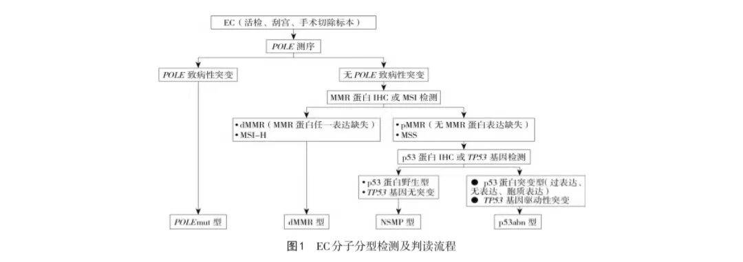EC分子分型与对应的治疗决策（图解系列）