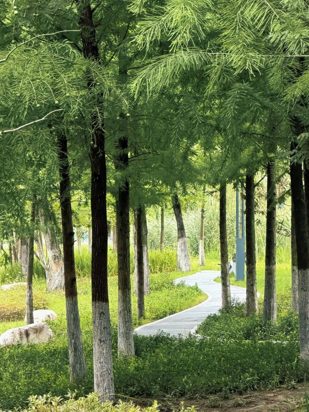 纳凉闲暇时分沿湖慢行临水静坐勾勒出独属于小暑的诗意画卷水光潋滟
