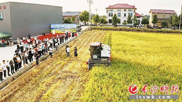人不下田的“双抢”，儿时梦在这里实现了｜守望未来稻村_作业_收割机_智慧