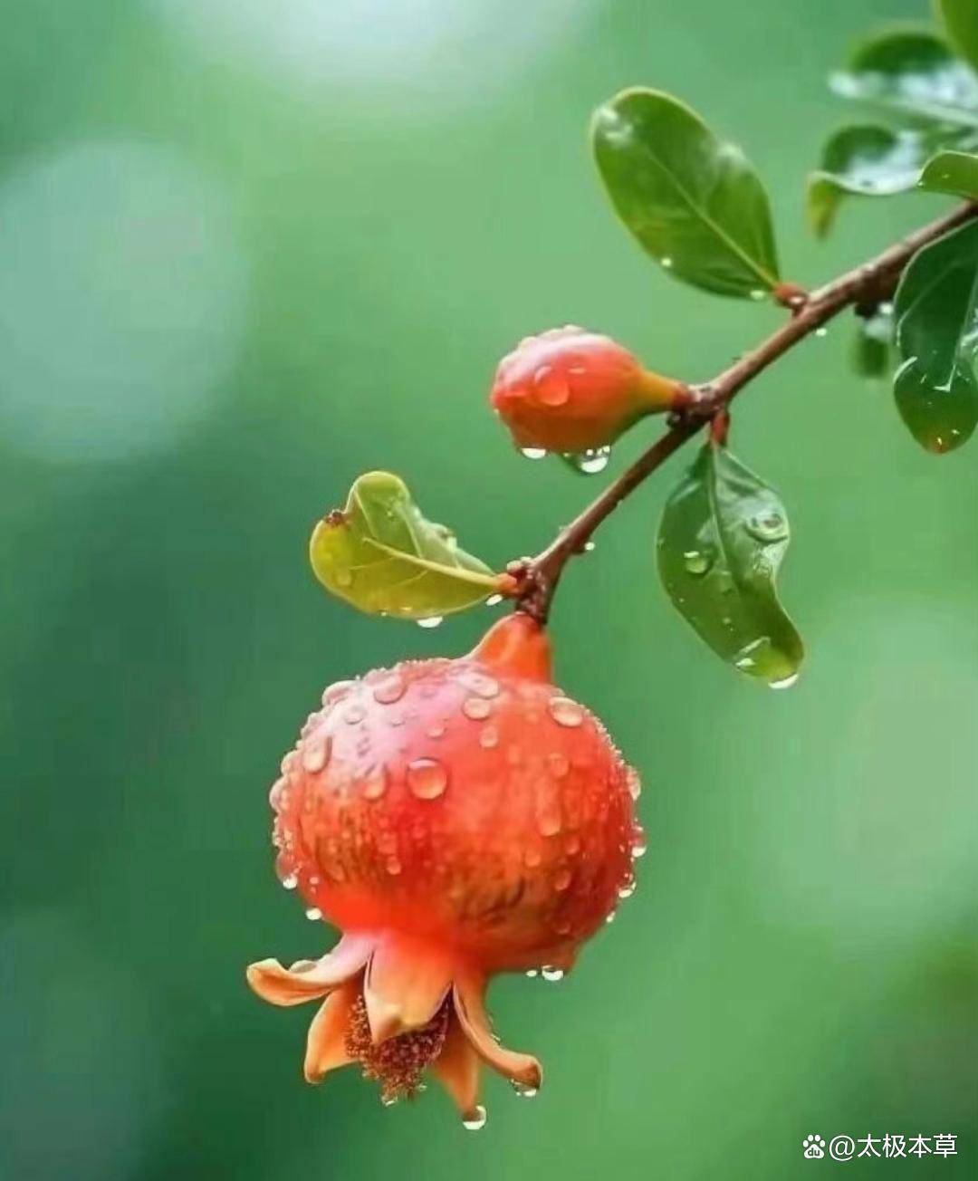 原创            一个专门用于降血压的经验方
