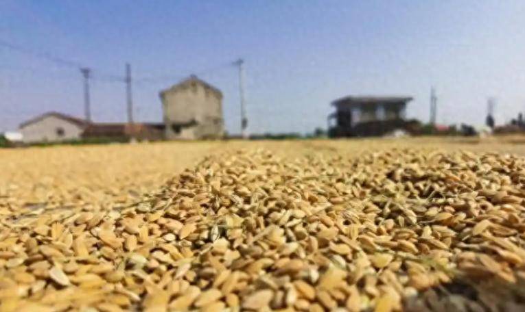 41国拉响警报,中国夏粮破3000亿:这不仅是丰收,还是一场粮食战争_调度_全球_总产量