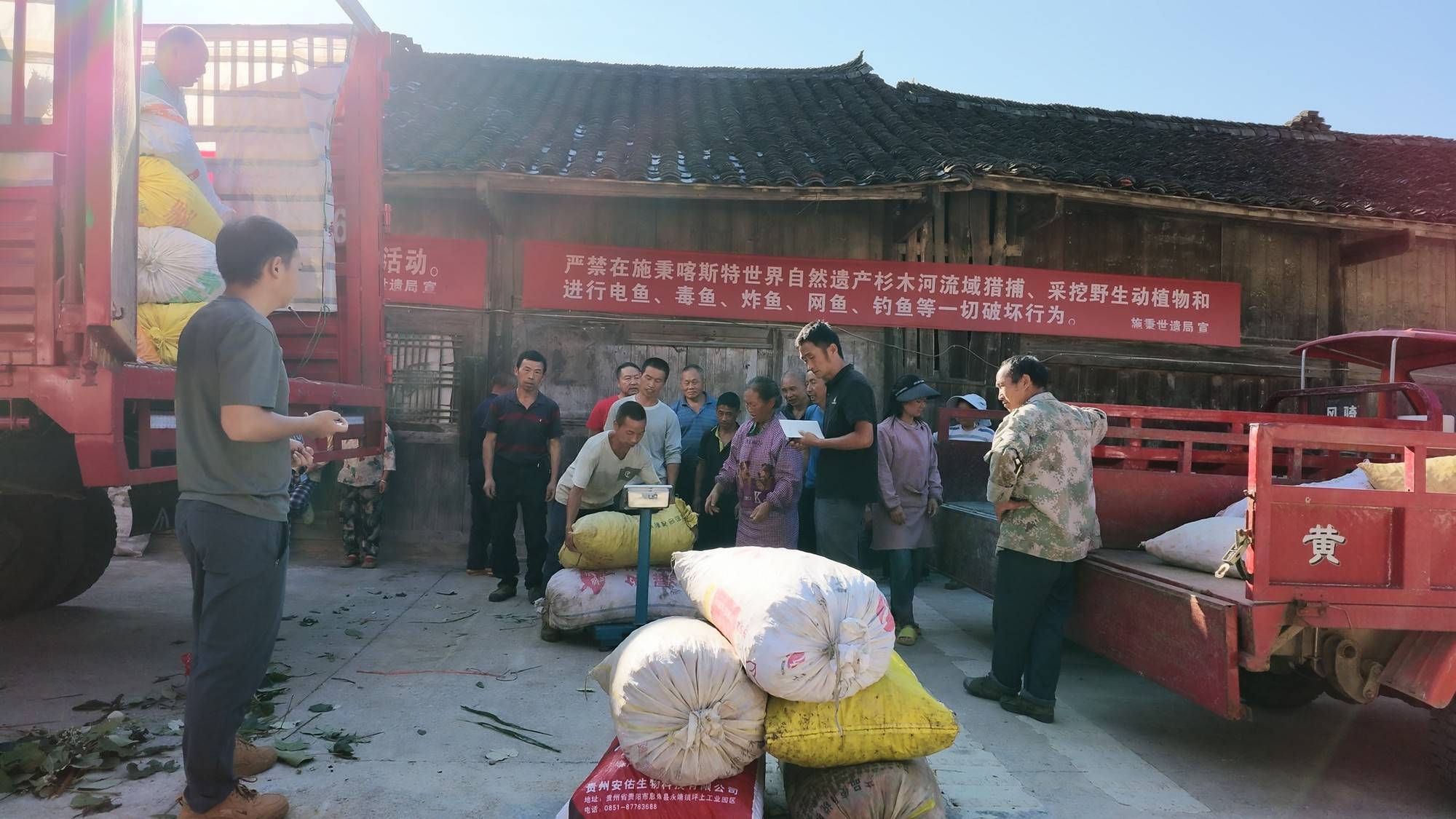 贵州施秉：小辣椒“映红”乡村振兴路