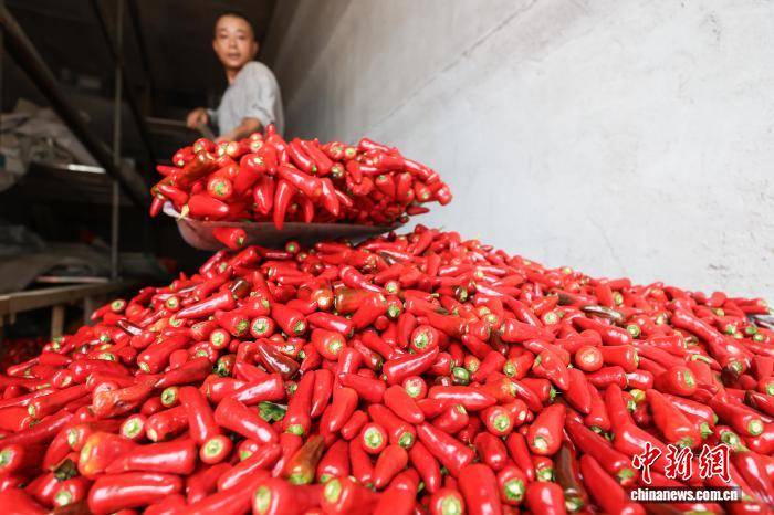 贵州新蒲新区：辣椒采摘加工忙