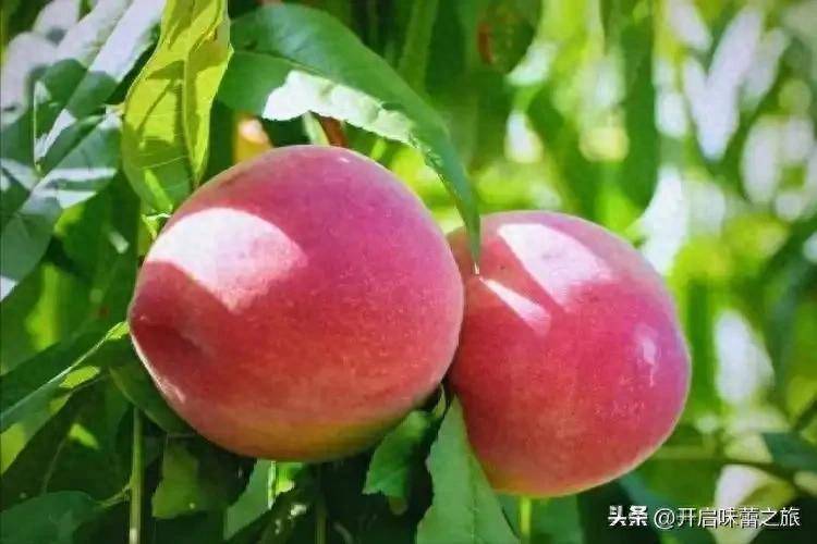 原创            桃子发现新功效！研究发现：高血压患者常吃桃子，或降低这些风险