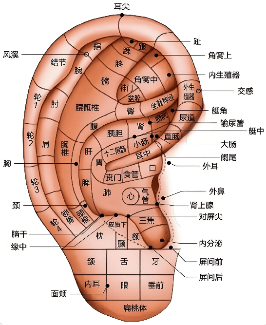 【科普】耳穴减肥：温和调理体质，轻松告别易胖身材