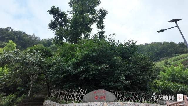 安康市以一片绿叶赋能乡村全面振兴——做好茶文章 一叶兴百业