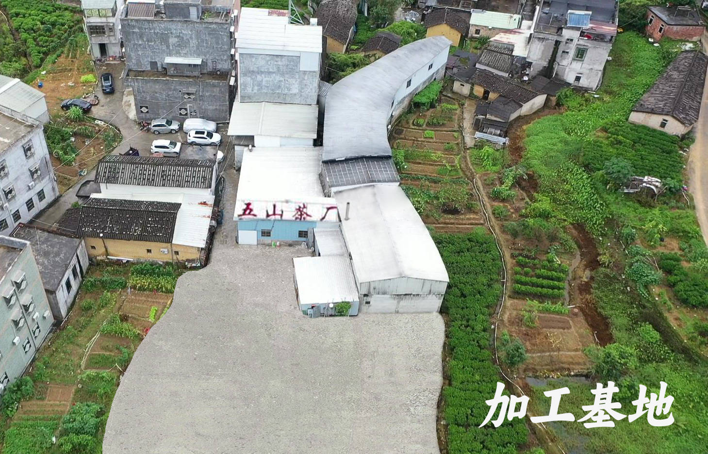 五山茶叶专业不专业