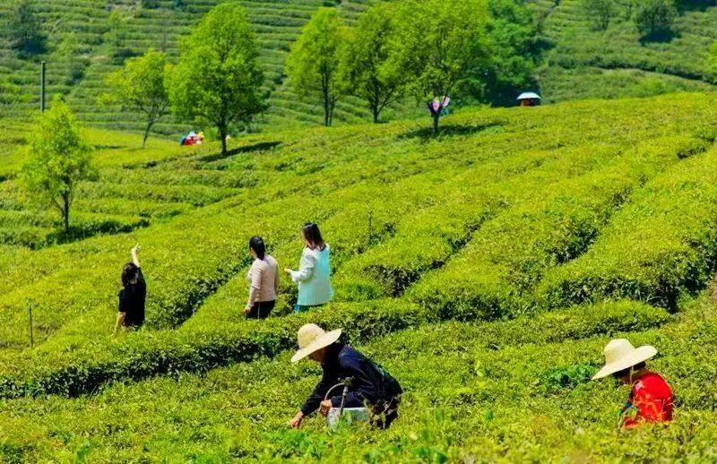 采茶品茶,探秘荆门海拔最高最大的有机茶园-9月荆门明星企业工业文化公益探访活动报名中