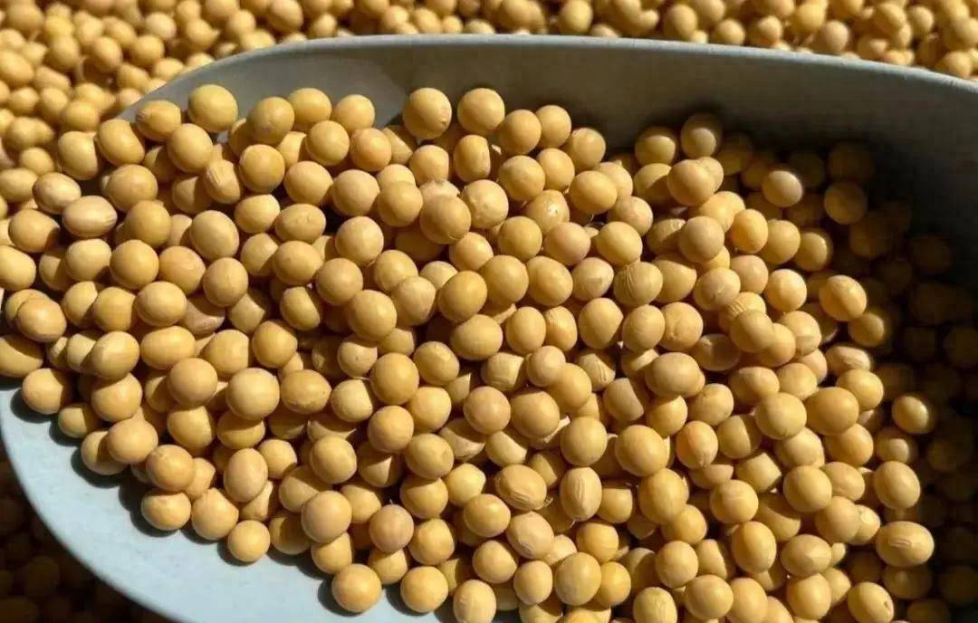 原创            天天喝豆浆，很多人却不了解黄豆真正的价值