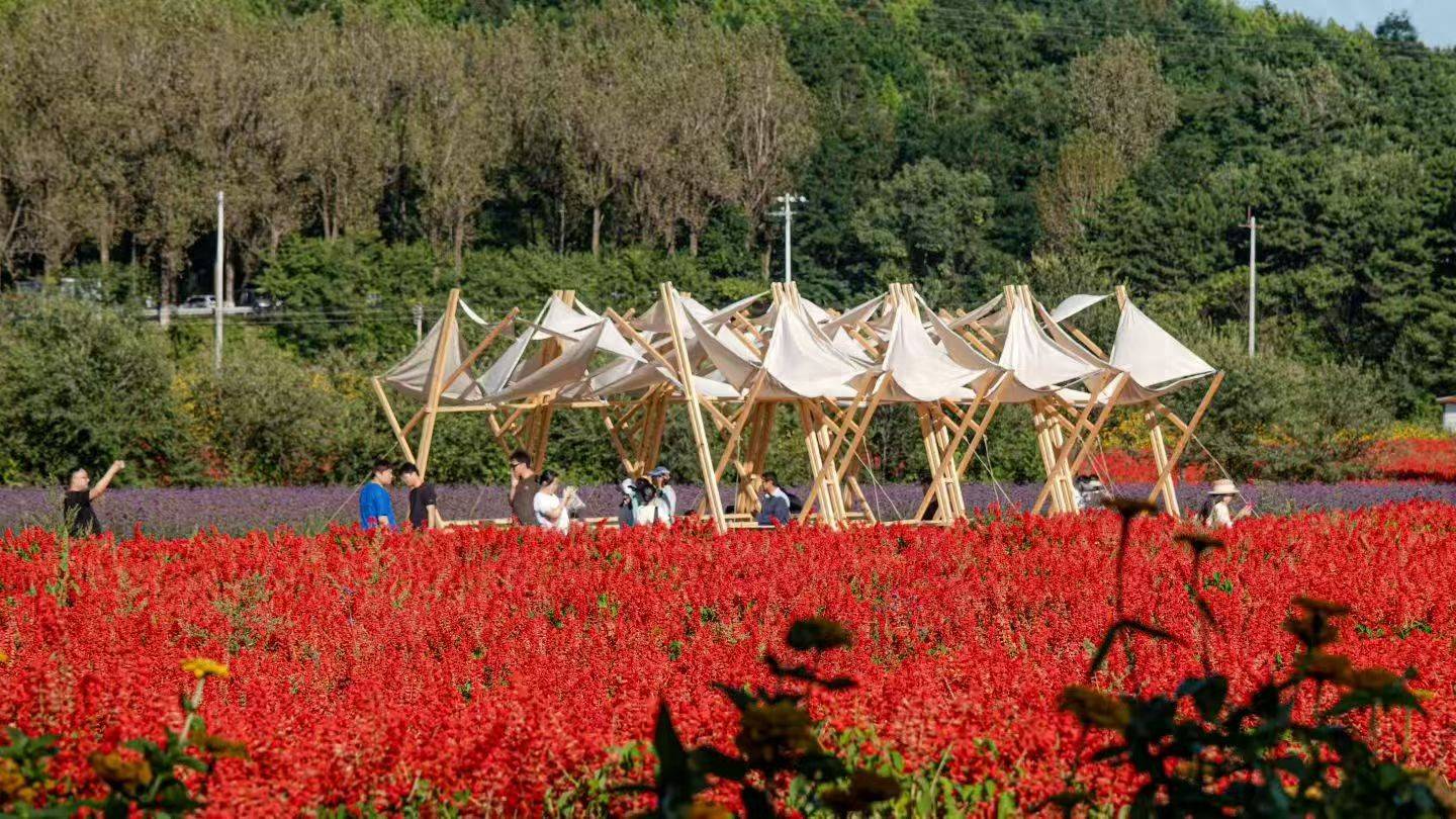 8所高校学子四季花海搭展，艺术装置可赏可憩