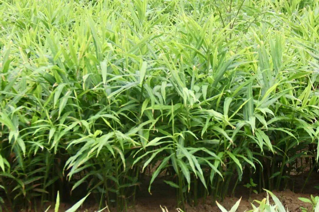 县区动态丨新罗雁石：生姜喜获丰收