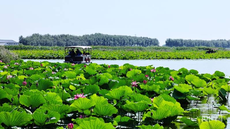 跟着镜头游龙江|金秋九月，畅游千鹤岛湿地十里荷塘