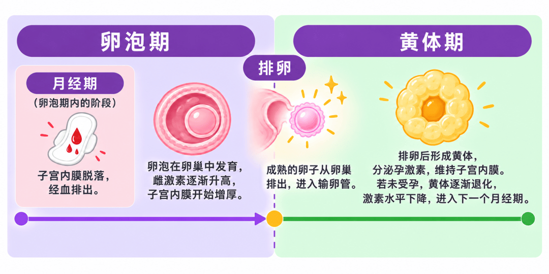 28天来一次 VS 35天来一次月经,哪种老得更快?