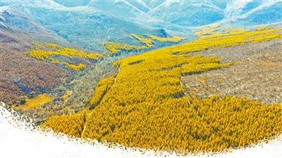 内蒙古秋季旅游去哪玩?赏五角枫沙漠看驯鹿