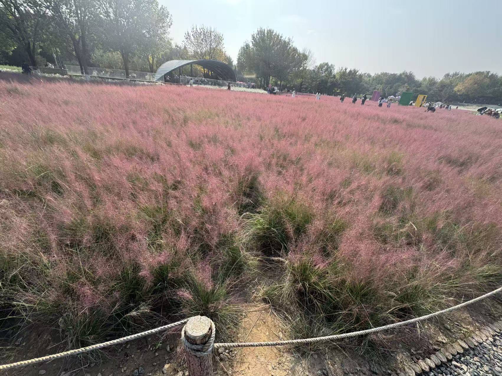 黛粉草图片_黛粉比喻女人的什么_