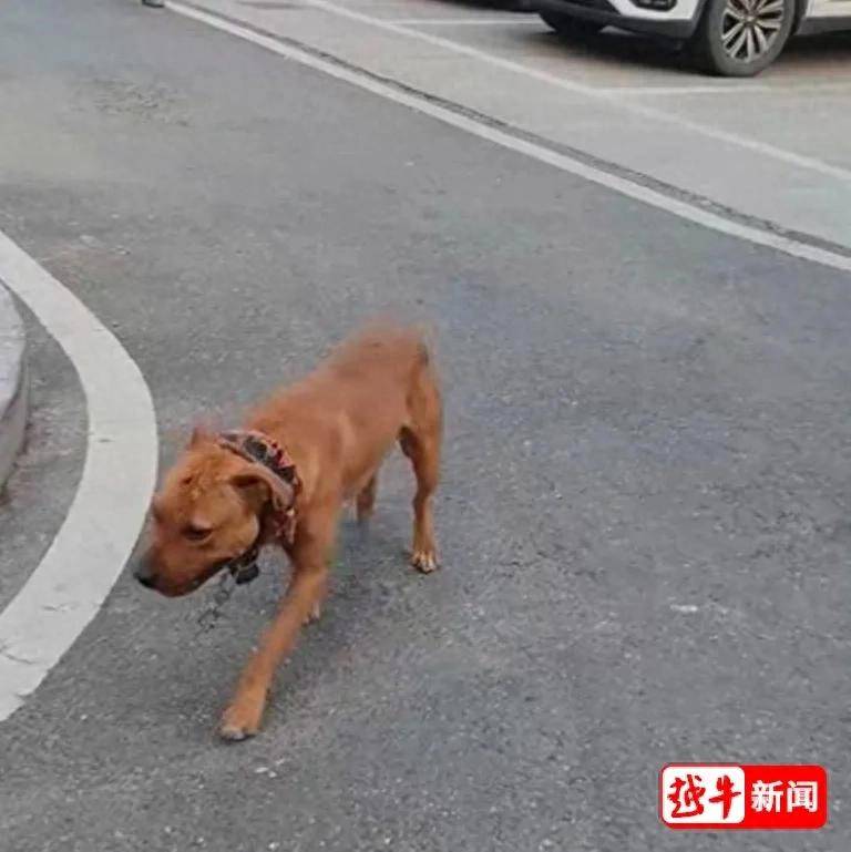 浙江绍兴一小区两名环卫工人被烈性犬扑咬，其中一人遭长时间撕咬，伤势严重；事发地面上留有大片血迹，触目惊心；当地警方已介入调查