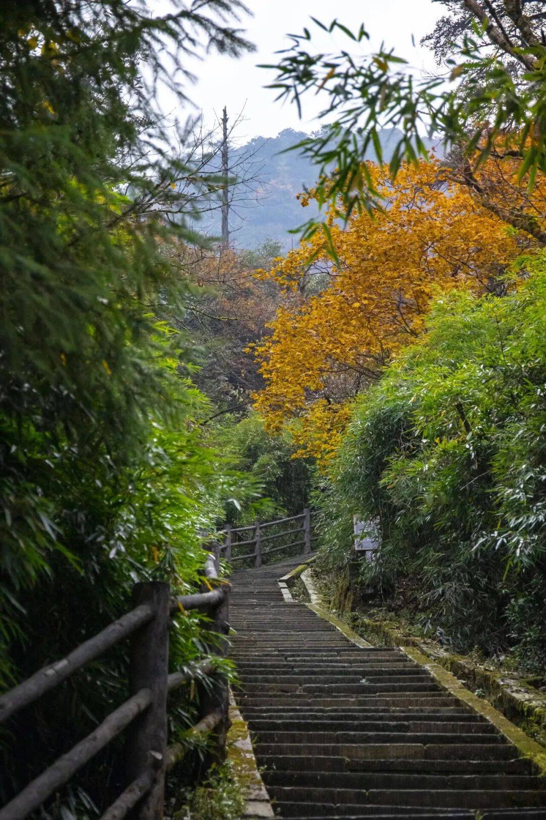峨眉山秋景即将达到巅峰，还有秋季徒步限定奖牌等你来挑战(图21)